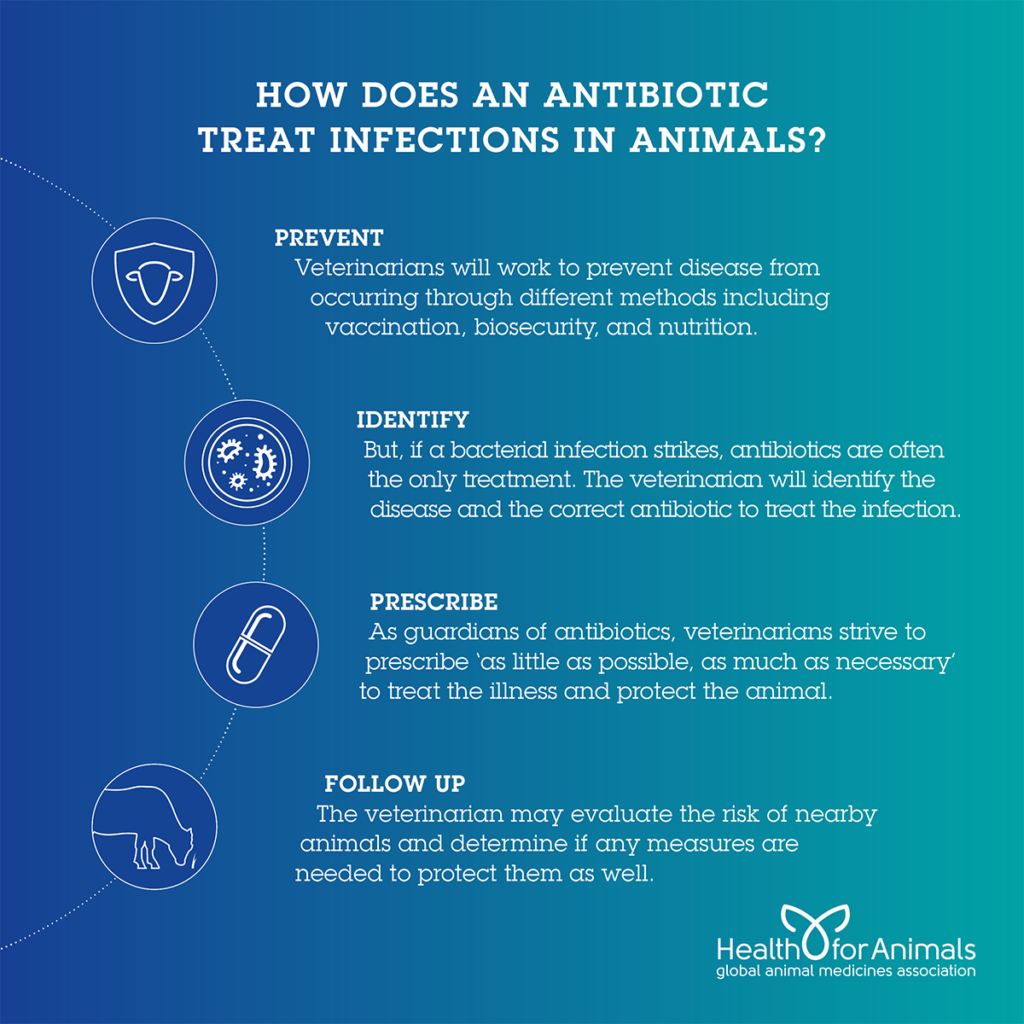 How Does An antibiotic treat infections in animals