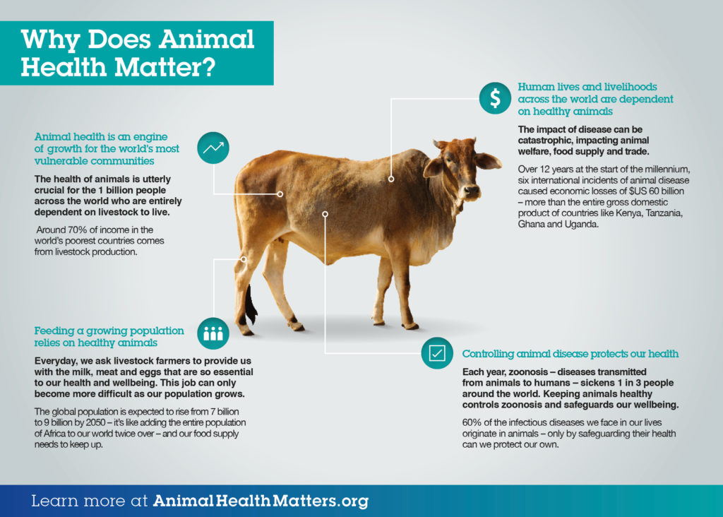 Infographic-Why-does-animal-hea